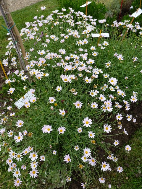 Argyranthemum frutescens 'Silver Leaf'